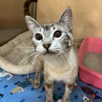 Domestic Short Hair Cats Available for Adoption - Queen Bee | PetCurious