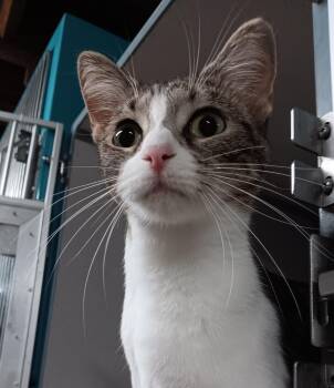 Kim Possible -  Domestic Short Hair Cat for Adoption in Dayton, Ohio - Kim Possible | PetCurious