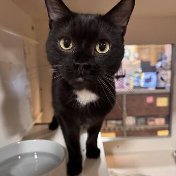 Domestic Short Hair Cats Available for Adoption - Tator Chip | PetCurious