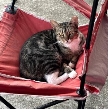 Sofie -  Domestic Short Hair Cat for Adoption in Salisbury, North Carolina - Sofie | PetCurious