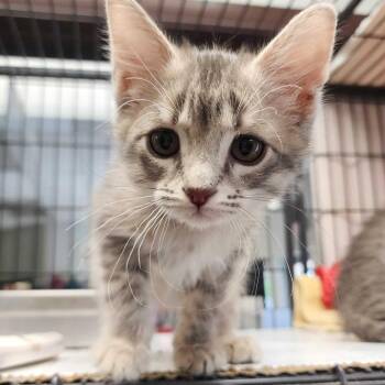 Domestic Short Hair Cats Available for Adoption in Davenport, Iowa - Sivir | PetCurious