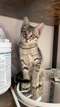 Briar Rose (3.5 months) -  Domestic Short Hair Cat for Adoption in Los Angeles, California - Briar Rose (3.5 Months) | PetCurious