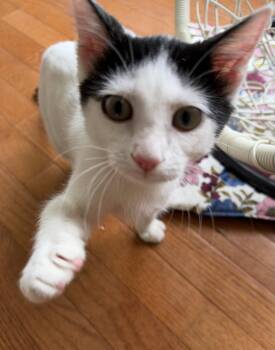 Paeonia -  Domestic Short Hair Cat for Adoption in Trenton, New Jersey - Paeonia | PetCurious