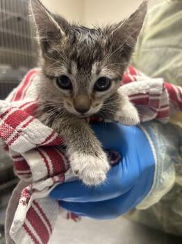 Domestic Short Hair Cats Available for Adoption in Las Vegas, Nevada - GRETEL | PetCurious