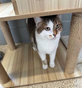 Rescue Domestic Short Hair Cats for Adoption in Newberg, Oregon - Cookie | PetCurious