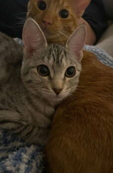 Rescue Domestic Short Hair Cats for Adoption in El Centro, California - Daisy | PetCurious