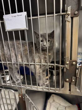 Rescue Tortoiseshell Cats for Adoption in Duluth, Minnesota - Ginger Bread | PetCurious