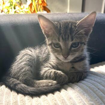 X Marks the Spot 6 -  Domestic Short Hair Cat for Adoption in Austin, Texas - X Marks The Spot 6 | PetCurious