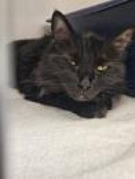 Domestic Short Hair Cats Available for Adoption in Fort Worth, Texas - Willow 989913 | PetCurious