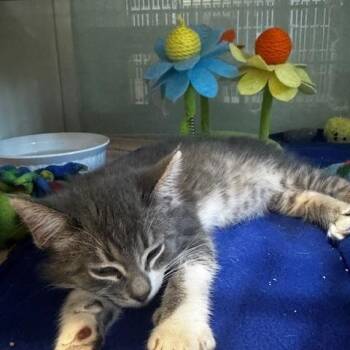 Domestic Short Hair Cats Available for Adoption in Hutchinson, Minnesota - Siren | PetCurious