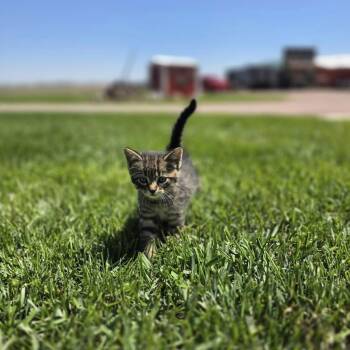 Aladdin -  Domestic Short Hair Cat Available for Adoption in Fairmont, Minnesota - Aladdin | PetCurious