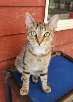 Gigi -  Domestic Short Hair and Tabby Cat for Adoption in Fairfield, Iowa - Gigi | PetCurious