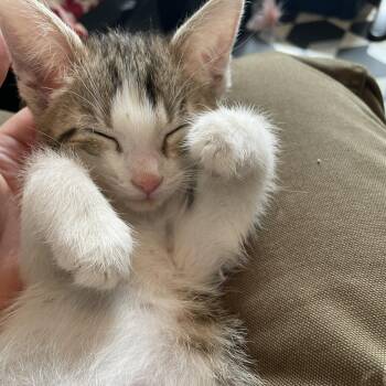 Domestic Short Hair Cats Available for Adoption in Chicago, Illinois - Nasa | PetCurious