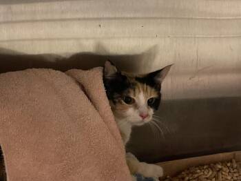 Domestic Short Hair Cats Available for Adoption in Ontario, California - A007703 | PetCurious