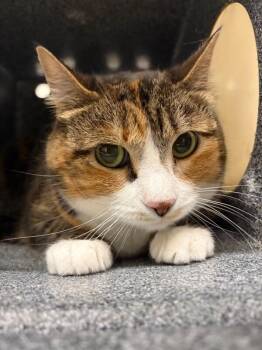 Bella -  Domestic Short Hair Cat for Adoption in Fruit Heights, Utah - Bella | PetCurious