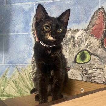 Chloe Jane -  Domestic Short Hair Cat for Adoption in Laredo, Texas - Chloe Jane | PetCurious