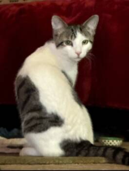 Rescue American Shorthair Cats for Adoption in Hagaman, New York - Fritzy | PetCurious