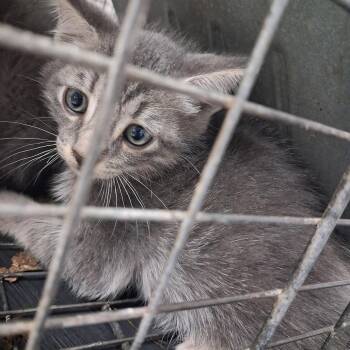Domestic Short Hair Cats Available for Adoption in Lufkin, Texas - Thyme | PetCurious