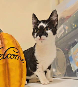 Rescue Domestic Short Hair Cats for Adoption in Forest, Virginia - *Figaro | PetCurious