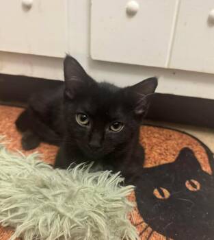 Pop -  Domestic Short Hair Cat for Adoption in Roxbury Township, New Jersey - Pop | PetCurious