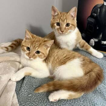 Domestic Short Hair Cats Available for Adoption in Candler, North Carolina - Rumble | PetCurious