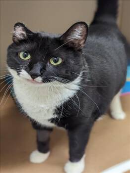 Rescue Domestic Short Hair Cats for Adoption in Brewster, Massachusetts - OREO | PetCurious