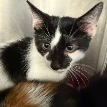 Domestic Short Hair Cats Available for Adoption in Port Charlotte, Florida - 0455-C26 | PetCurious
