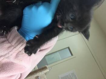 Domestic Short Hair Cats Available for Adoption in Riverside, California - BAMA | PetCurious