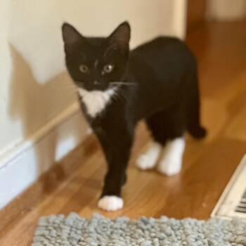 Cosmopolitan -  Domestic Short Hair Cat for Adoption in Richmond, Virginia - Cosmopolitan | PetCurious