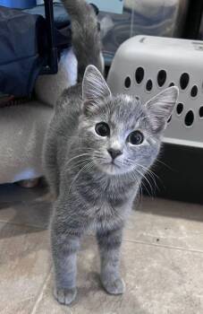 Persephone -  Domestic Short Hair Cat for Adoption in Mcpherson, Kansas - Persephone | PetCurious