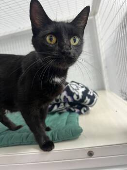 Rescue Domestic Short Hair Cats for Adoption in Brookings, Oregon - Sofia | PetCurious