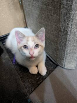 Remedy -  Domestic Short Hair and Siamese Cat for Adoption in Westfield, Wisconsin - Remedy | PetCurious