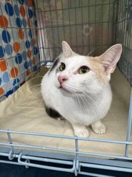 Petal -  Domestic Short Hair Cat for Adoption in Gainesville, Florida - Petal | PetCurious