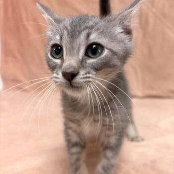 Jumbo Shrimp -  Domestic Short Hair Cat for Adoption in Waterloo, Iowa - Jumbo Shrimp | PetCurious