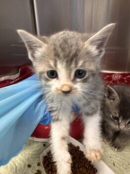 Domestic Short Hair Cats Available for Adoption in Roseville, California - Ink | PetCurious