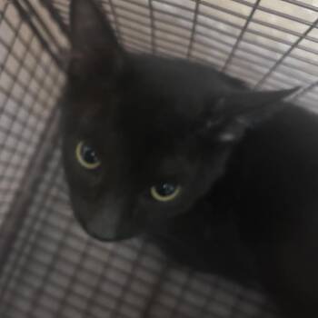 Domestic Short Hair Cats Available for Adoption in Yuma, Arizona - Taz | PetCurious