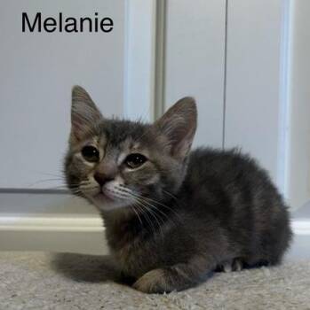 Melanie Kelley -  Domestic Short Hair and Tabby Cat for Adoption in Morrison, Colorado - Melanie Kelley | PetCurious