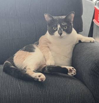 Whiskey-Pet Valu Clarkson -  Domestic Short Hair Cat for Adoption in Mississauga, Ontario - Whiskey-Pet Valu Clarkson | PetCurious
