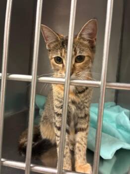 Tamara -  Domestic Short Hair Cat for Adoption in Morgantown, Kentucky - Tamara | PetCurious