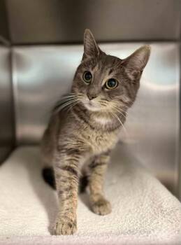 Rescue Domestic Short Hair Cats for Adoption in Georgina, Ontario - Iris | PetCurious