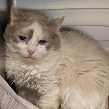 Nemo -  Ragdoll Cat for Adoption in Philadelphia, Pennsylvania - Nemo | PetCurious