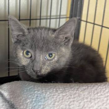 Regina -  Domestic Short Hair Cat for Adoption in Saginaw, Michigan - Regina | PetCurious