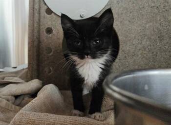 A1051604 -  Domestic Short Hair Cat for Adoption in Martinez, California - A1051604 | PetCurious