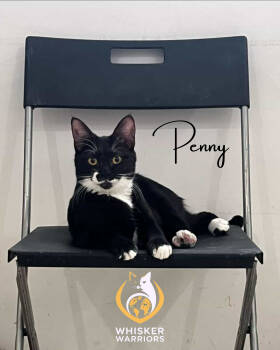 Rescue Domestic Short Hair Cats for Adoption in Whitewater, Wisconsin - Penny (Lane) | PetCurious