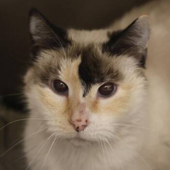 Siamese Cats Available for Adoption in Briarcliff Manor, New York - Angel | PetCurious