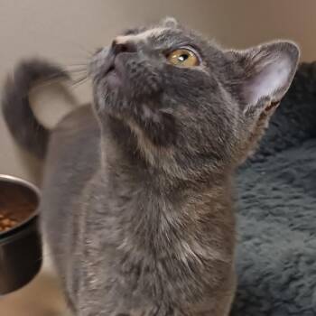 Domestic Short Hair Cats Available for Adoption in Galveston, Texas - Gracey | PetCurious