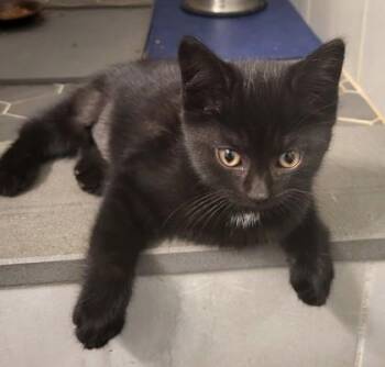 Domestic Short Hair Cats Available for Adoption in Quakertown, Pennsylvania - Summer | PetCurious