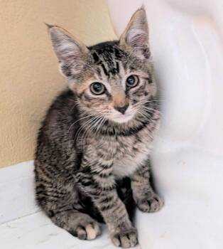 Quina -  Domestic Medium Hair Cat for Adoption in Colorado Springs, Colorado - Quina | PetCurious