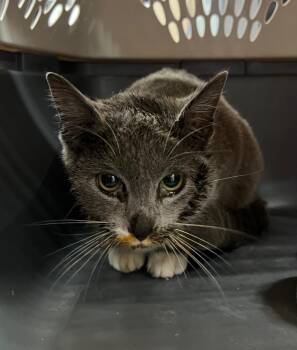 Domestic Short Hair Cats Available for Adoption - Chili | PetCurious