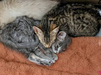 Mansfield -  Domestic Long Hair Cat for Adoption in Fruit Heights, Utah - Mansfield | PetCurious